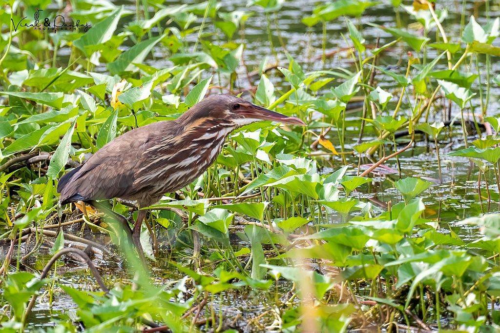 Black Bittern
